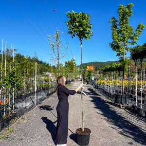 Platan javorolistý (Platanus x acerifolia)  ´ALPHEN ´S GLOBE´- výška 280-320 cm, kont. C35L